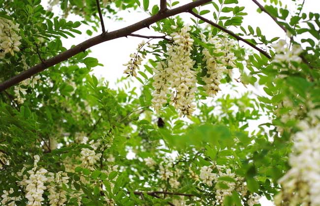 槐花一般幾月開花？