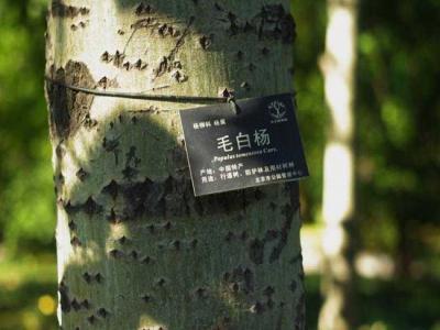 什么叫毛白楊？毛白楊有哪些特點？