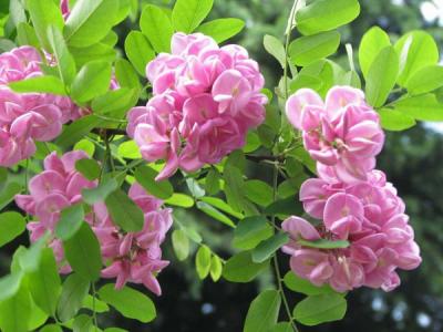 香花槐和紅花槐有什么區(qū)別？