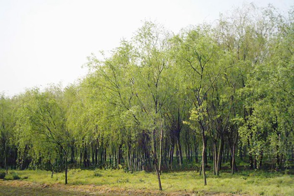 金絲垂柳是嫁接的嗎？