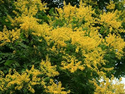 欒樹什么時(shí)候開花，花期多久