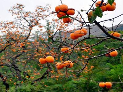 最新柿子樹(shù)低價(jià)批發(fā)，全國(guó)統(tǒng)一發(fā)貨