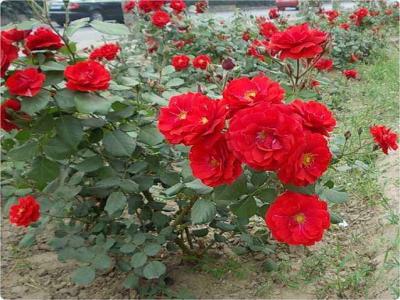 紅帽月季是爬藤月季嗎？