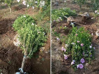 木槿花該如何種植及養(yǎng)護(hù)？