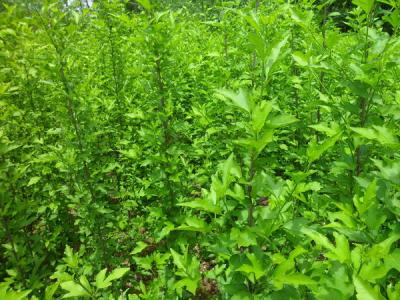 木槿樹的風水寓意是什么？