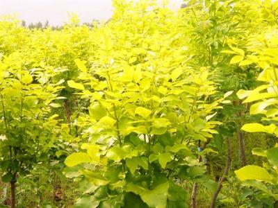 金葉白蠟和白蠟有什么相同點和不同點？
