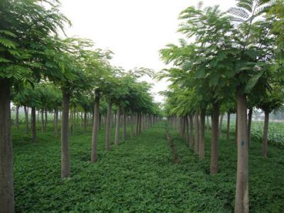 合歡樹小苗應(yīng)該在哪里購(gòu)買？