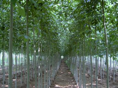 白毛楊小苗在哪里可以購買得到？