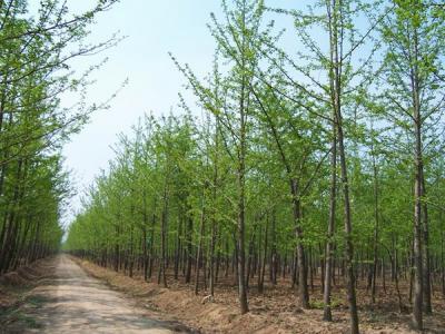 銀杏樹什么時(shí)候開花，什么時(shí)候結(jié)果?
