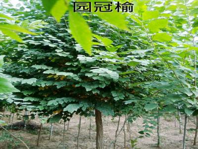 市面上3公分圓冠榆小苗的市場(chǎng)價(jià)格是多少？