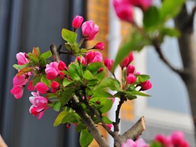 西府海棠的花語(yǔ)是什么，有什么象征意義