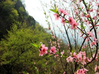 山桃什么時候開花，什么時候賞花效果好