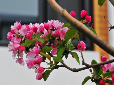 西府海棠如何繁殖，常見(jiàn)的繁殖方式是什么