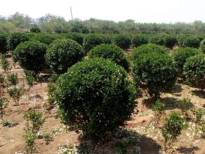 大葉黃楊小苗應(yīng)該去哪里購買比較好 ？