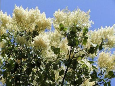 暴馬丁香幾月份開花，幾月份結(jié)果 ？