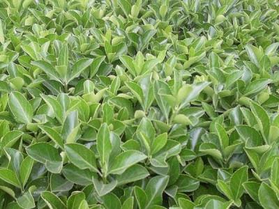為什么自己家里并不推薦大家種植大葉黃楊 ？