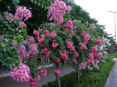 紫薇樹每年幾月份開花 ？