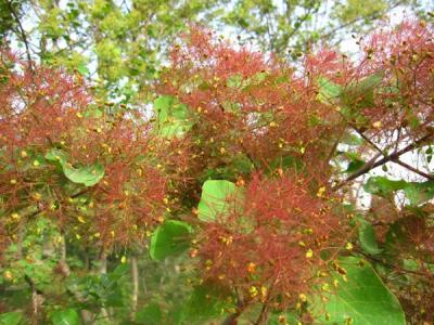 黃櫨樹(shù)如何種植，有什么種植技巧