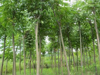 欒樹(shù)樹(shù)苗哪里賣的便宜