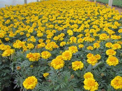 地被菊幾月份開花，效果怎么樣