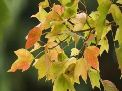 三角楓、五角楓、紅楓、羽毛楓的區(qū)別