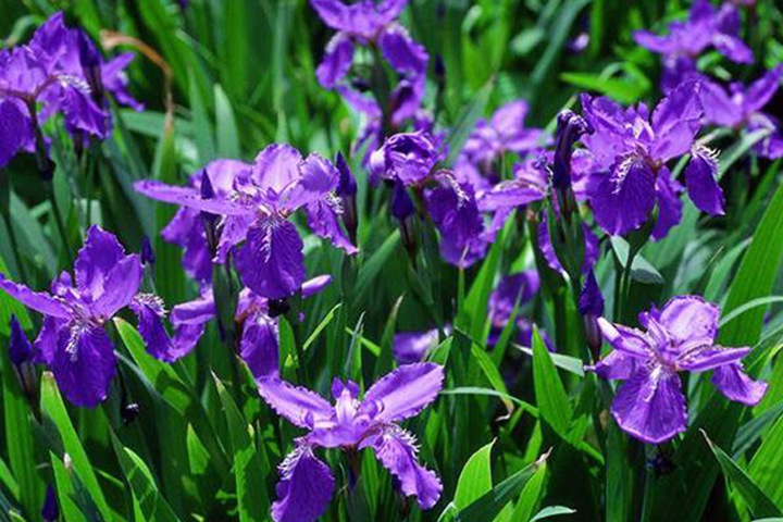 德國鳶尾圖片_花語_價(jià)格