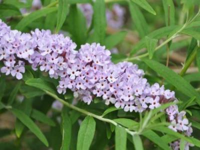 醉魚草花期是幾月，花期有多長(zhǎng)