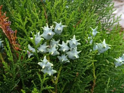 蜀檜和側柏的區(qū)別(區(qū)分方法)