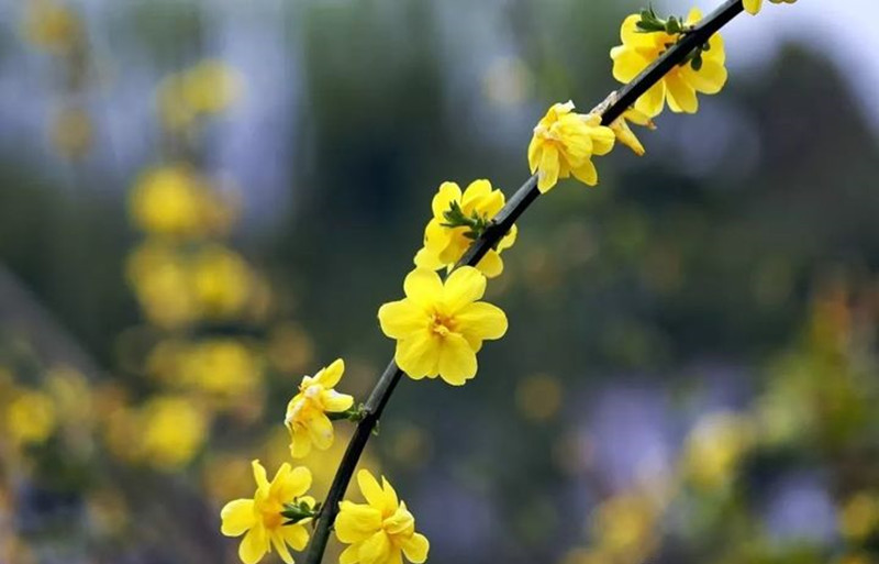 迎春花和連翹花有什么區(qū)別？