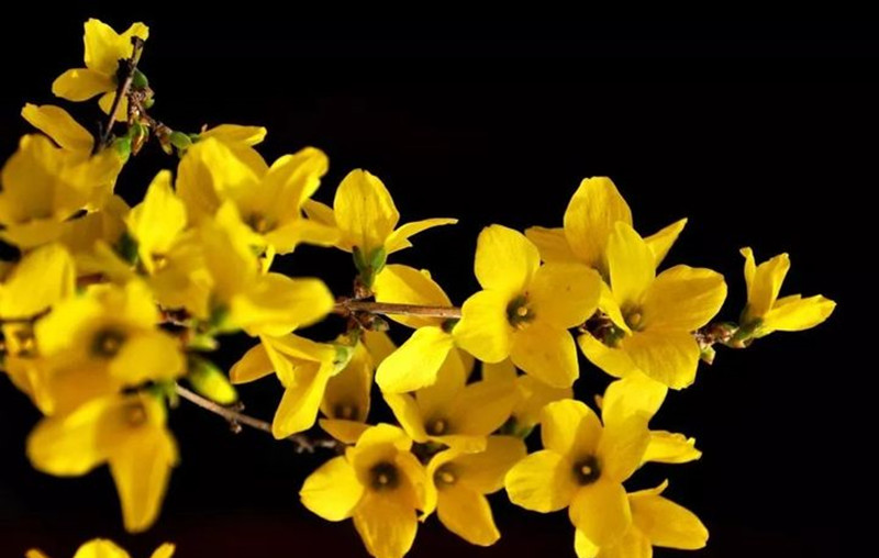 迎春花和連翹花有什么區(qū)別？
