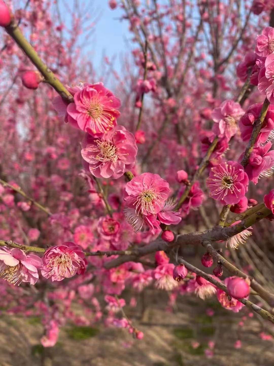 紅梅樹(shù)苗多少錢(qián)一棵