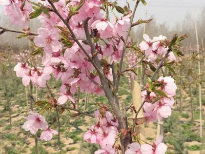櫻花樹(shù)苗多少年才能長(zhǎng)成大樹(shù)？