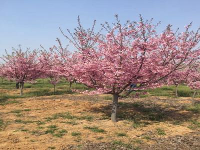 櫻花樹(shù)苗幾年才能開(kāi)花？花期在什么時(shí)候？