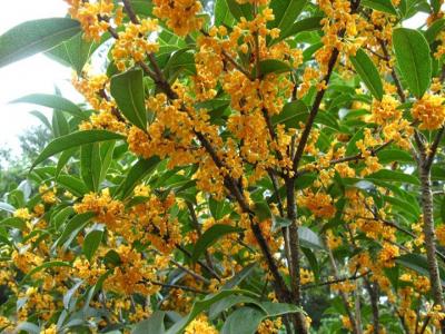 桂花樹苗批發(fā)售價多少？種植性價比如何？