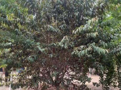 青葉碧桃花果期在什么時候？
