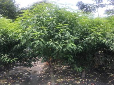 青葉碧桃和桃樹的區(qū)別在哪里？