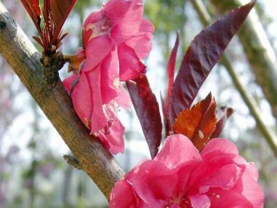 紫葉碧桃和紅葉碧桃的區(qū)別在哪里？