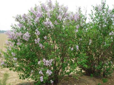 丁香樹花期多長時(shí)間