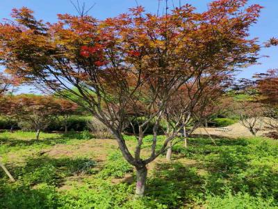 日本紅楓：種植與欣賞的藝術(shù)_提供苗木報(bào)價(jià)