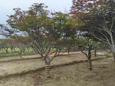 探索日本紅楓的種植奧秘_提供苗木報(bào)價(jià)