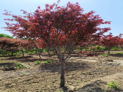 日本紅楓種植秘籍：讓紅葉滿園_提供苗木報(bào)價(jià)