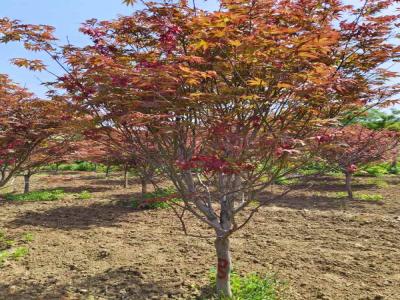 日本紅楓：從種植到觀賞的完整指南_提供苗木報(bào)價(jià)