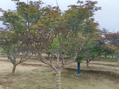 打造秋日美景：日本紅楓的種植技巧_提供苗木報(bào)價(jià)