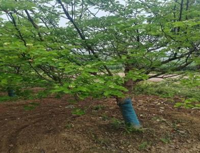 普及12公分垂柳種植需要注意點(diǎn)什么呢！